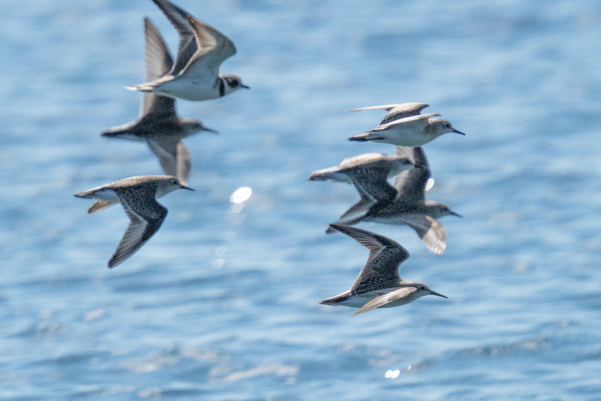 peep sp. - ML642256849