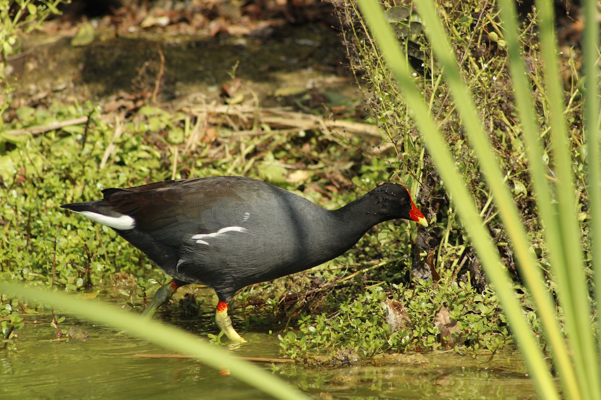 Common Gallinule - ML642256855