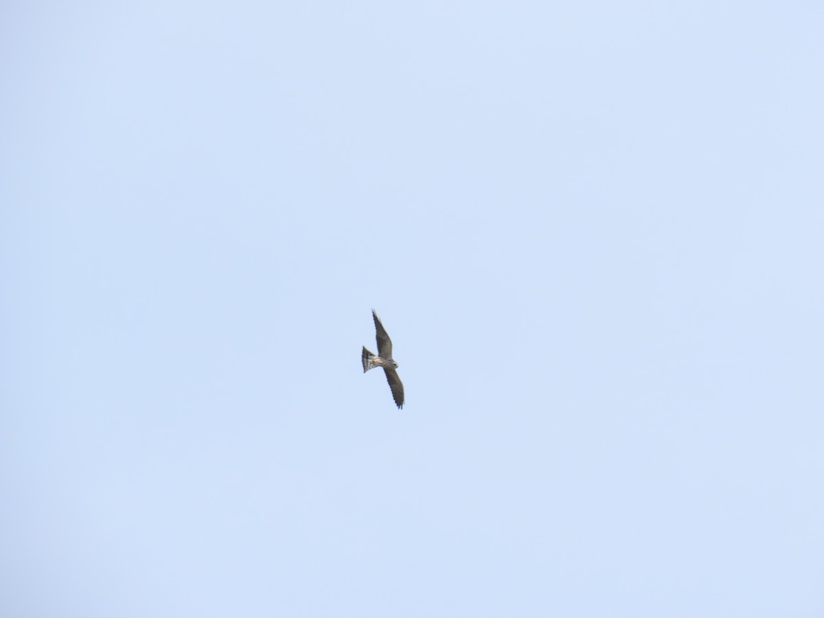 Mississippi Kite - ML642256913