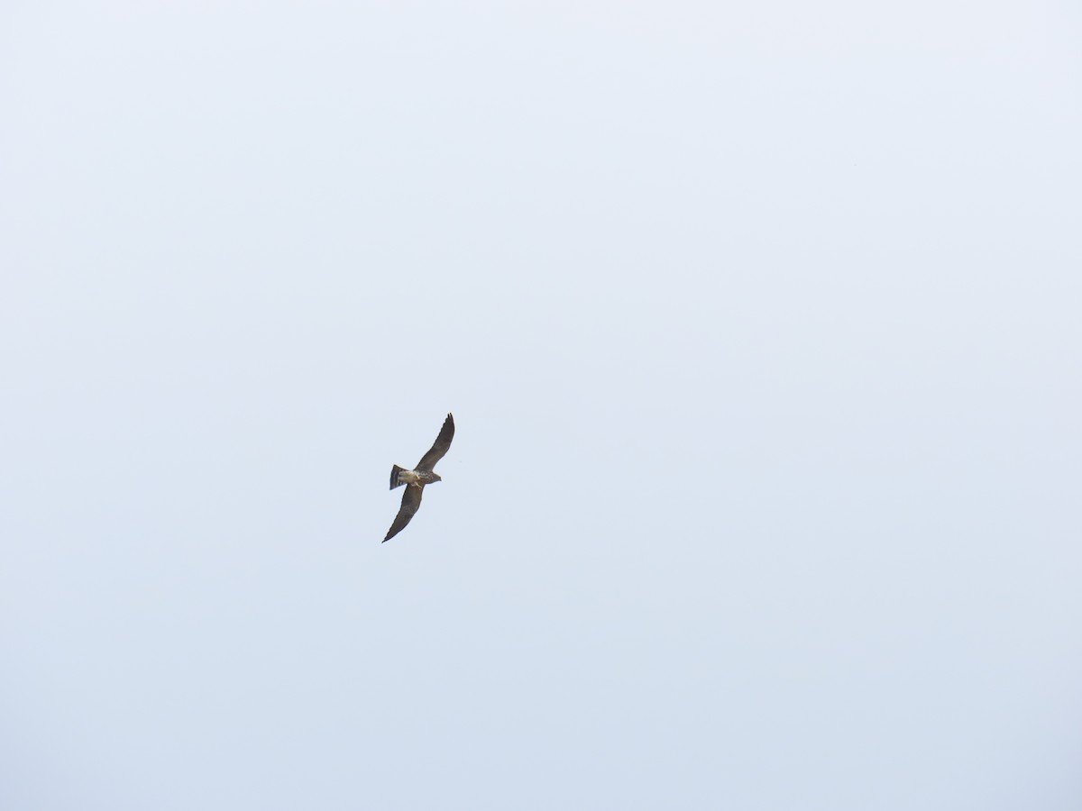 Mississippi Kite - ML642256916