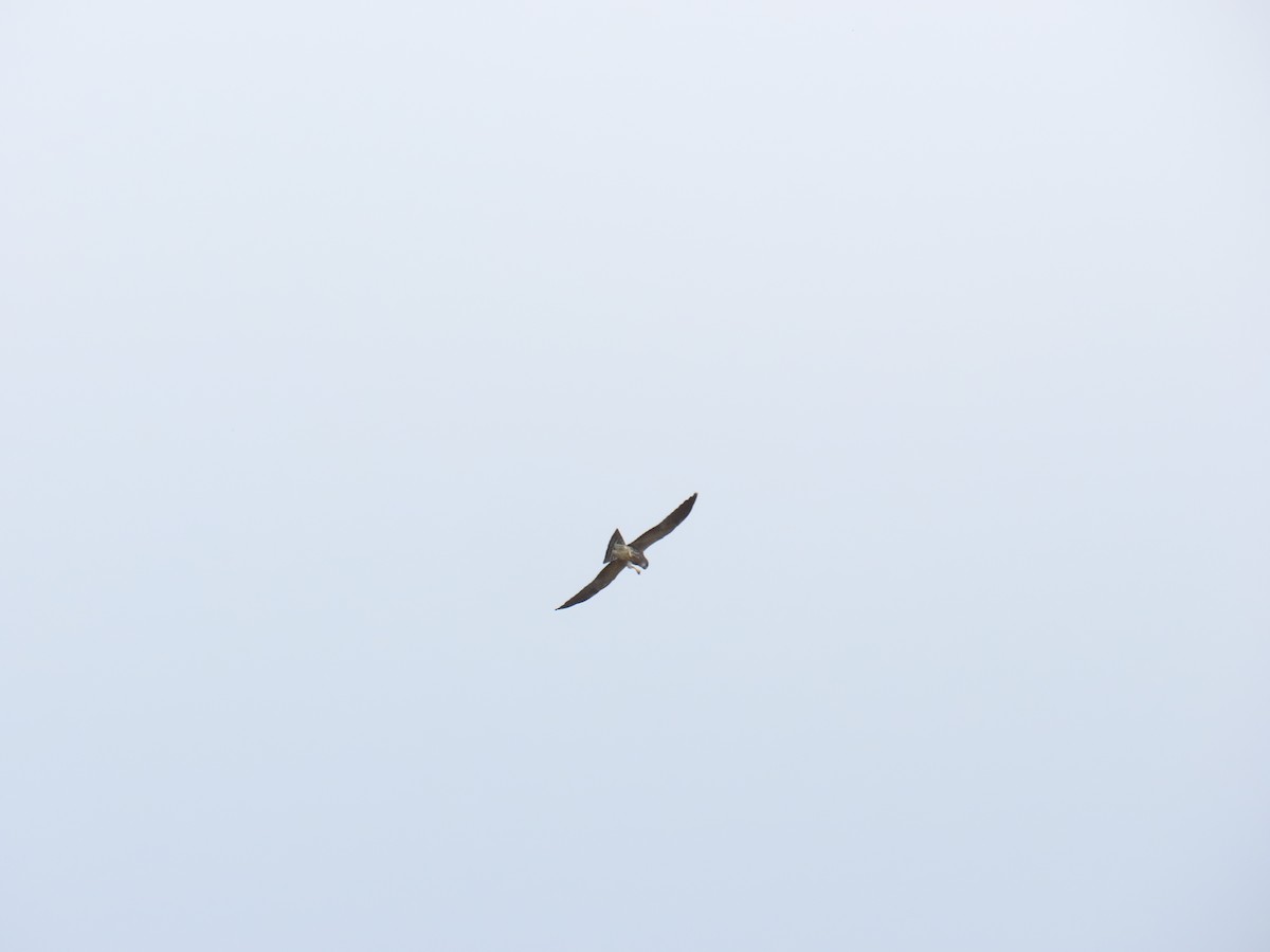 Mississippi Kite - ML642256917