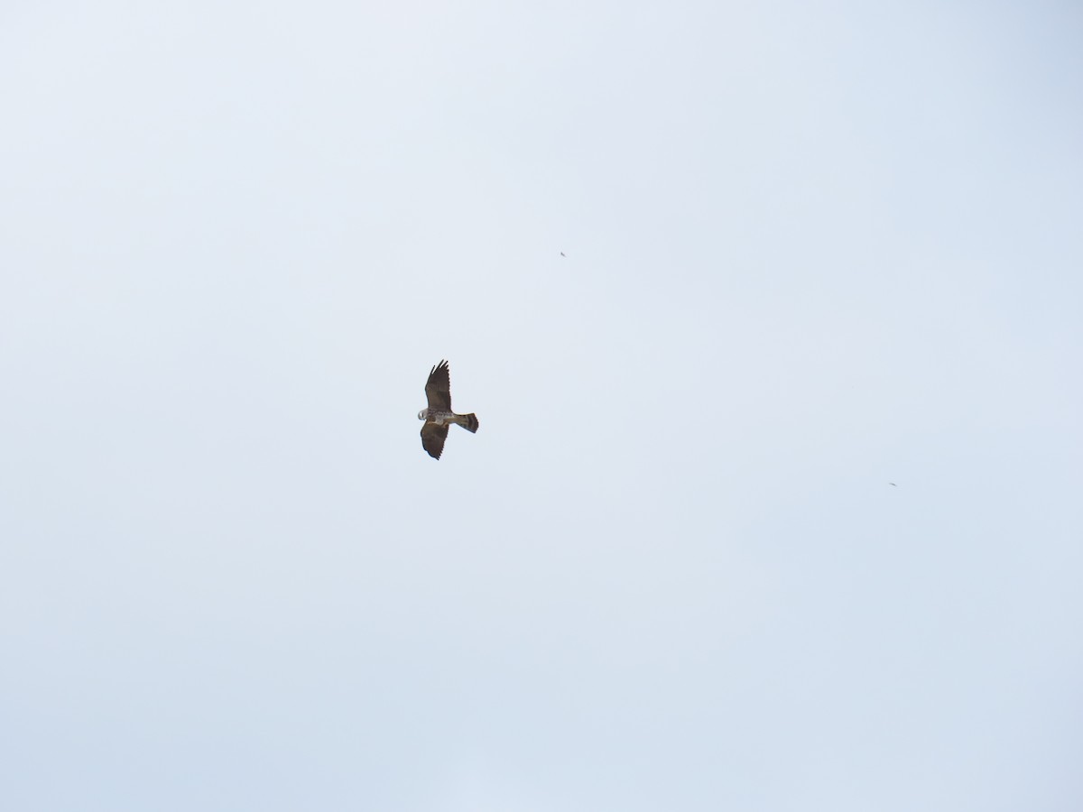 Mississippi Kite - ML642256919