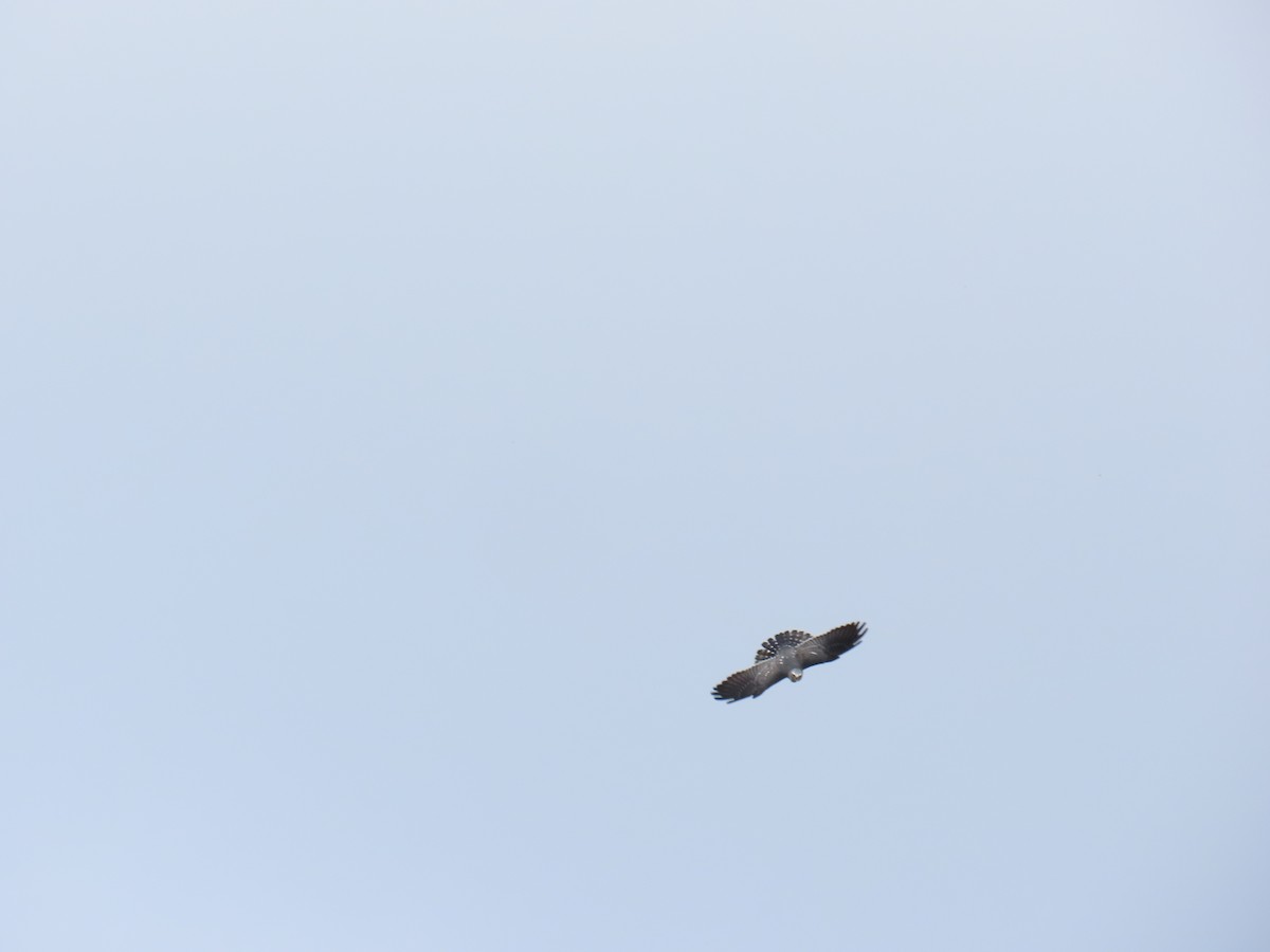 Mississippi Kite - ML642256920