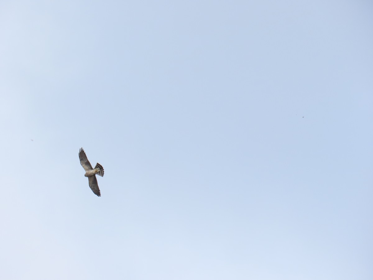 Mississippi Kite - ML642256922