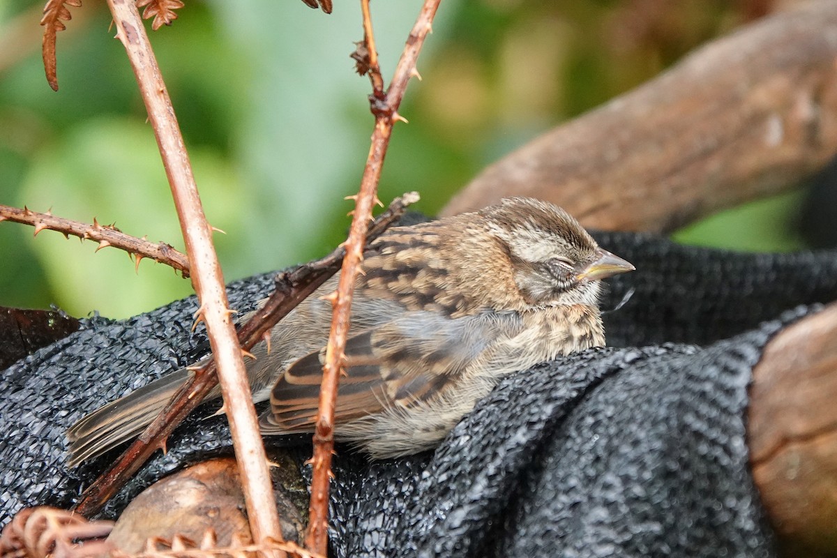 Rufous-collared Sparrow - ML642256925