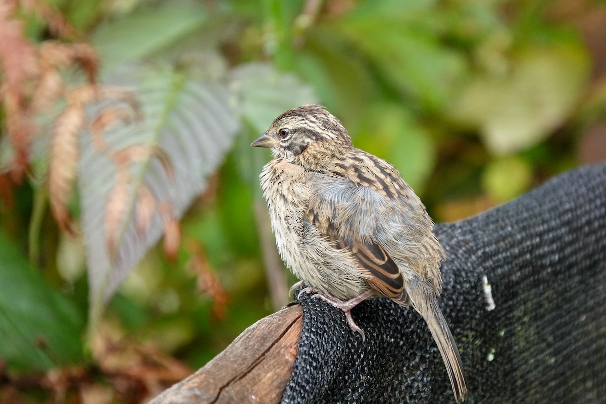 Rufous-collared Sparrow - ML642256926
