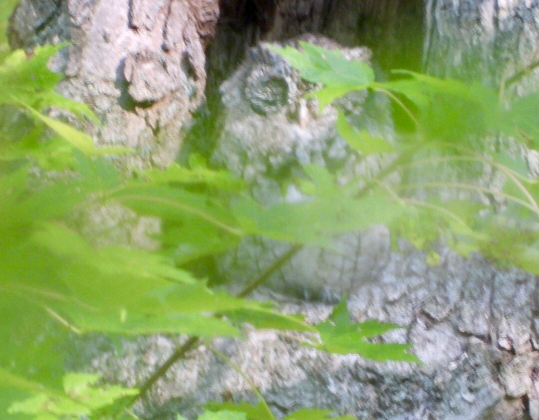 Eastern Screech-Owl - ML642256936