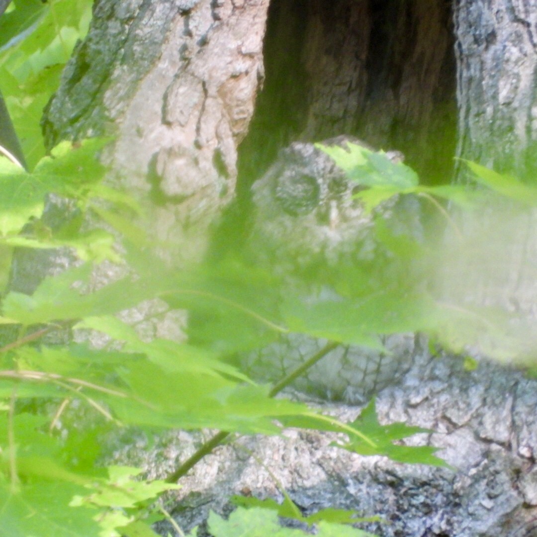 Eastern Screech-Owl - ML642256937