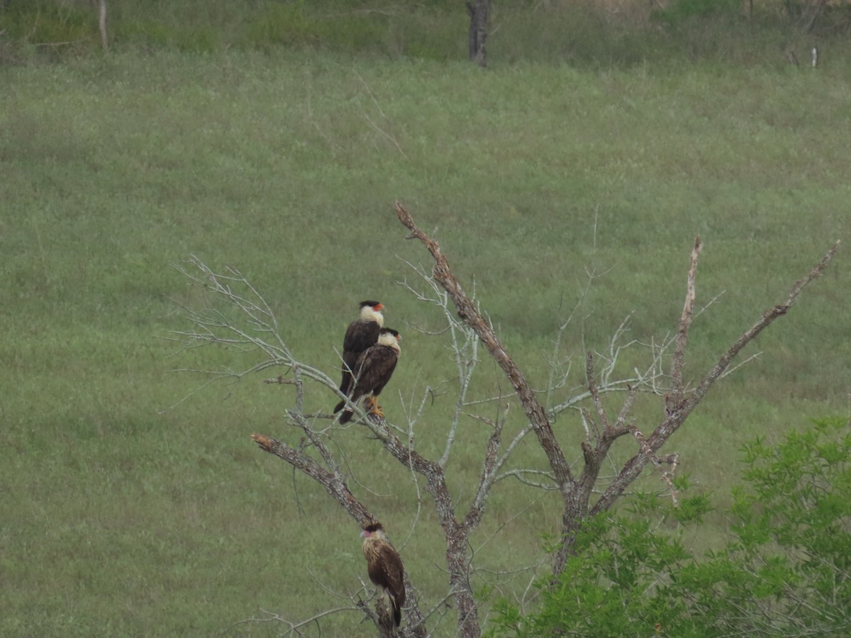 Crested Caracara (Northern) - ML642256940