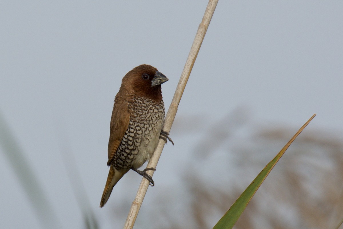 斑文鳥 - ML642256953