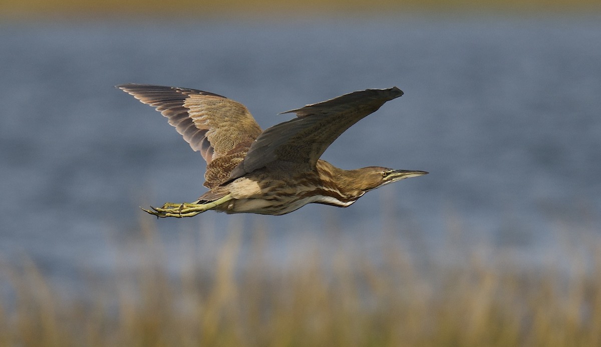 American Bittern - ML642256973