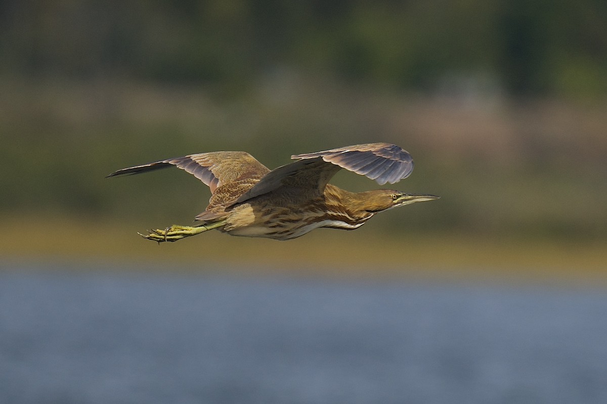 American Bittern - ML642256974