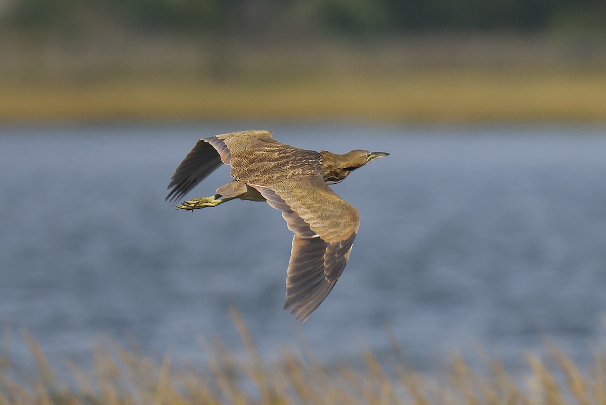 American Bittern - ML642256975