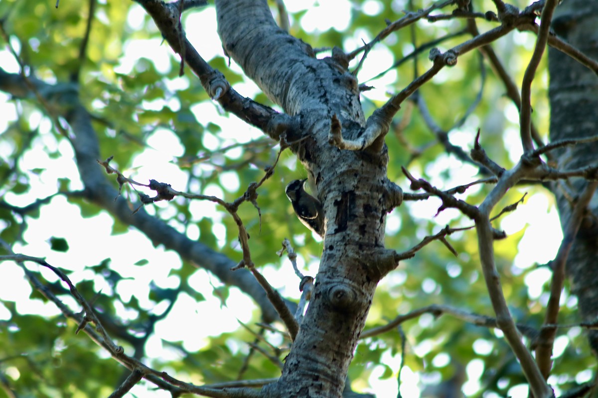 Downy Woodpecker - ML642257005