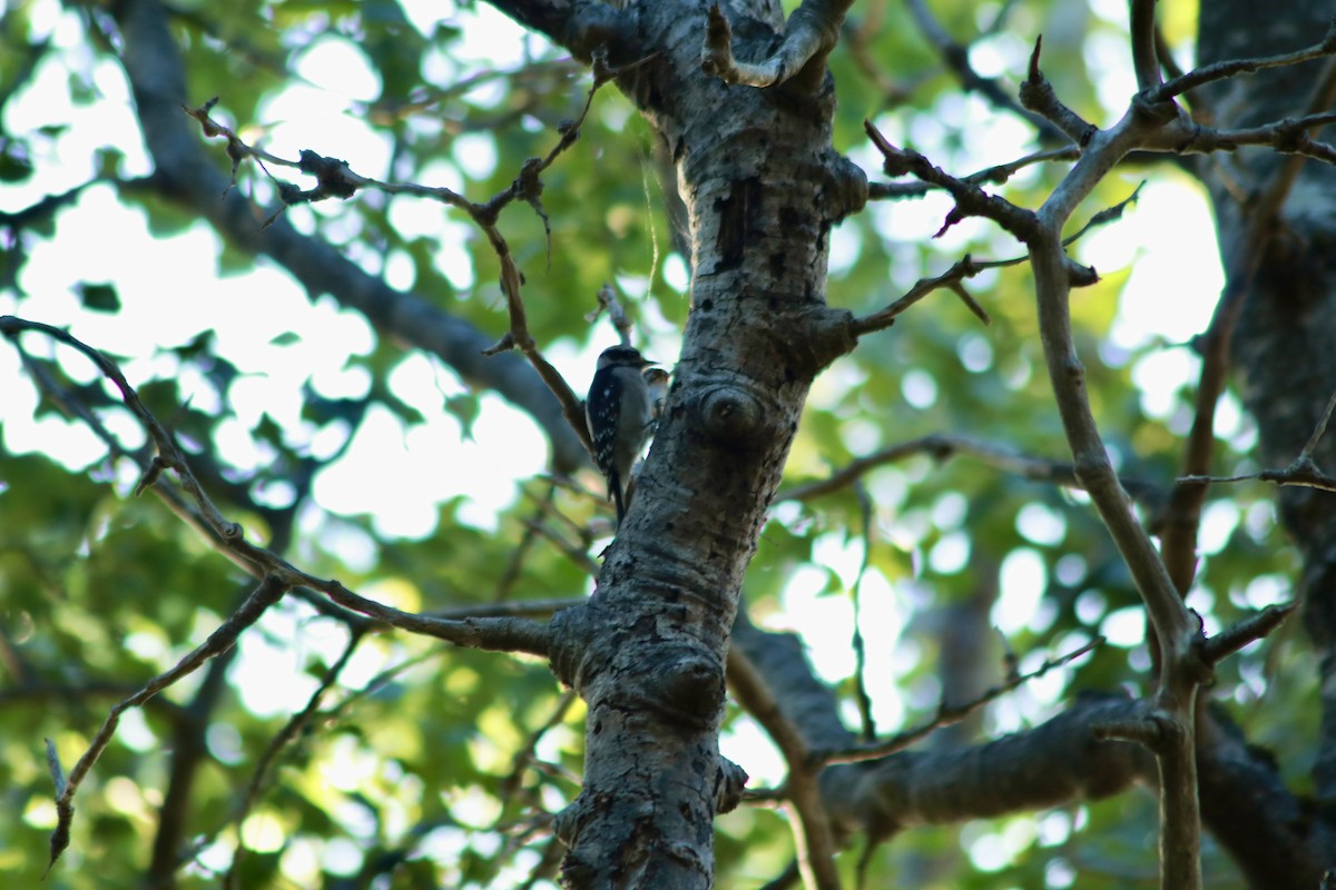 Downy Woodpecker - ML642257006