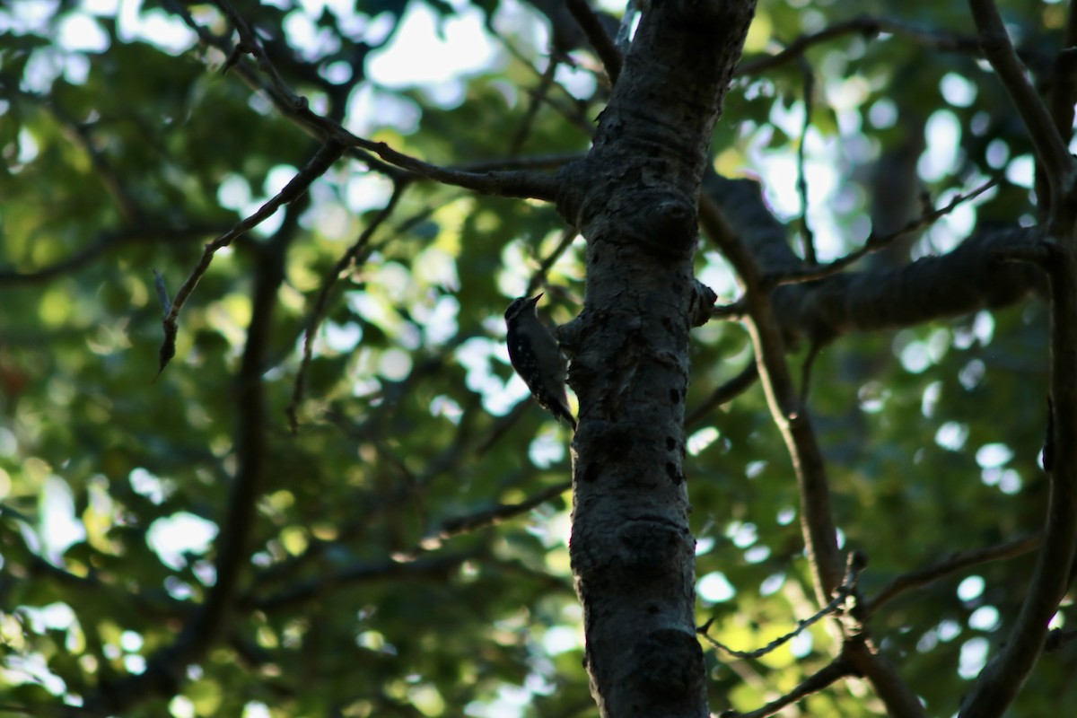 Downy Woodpecker - ML642257007