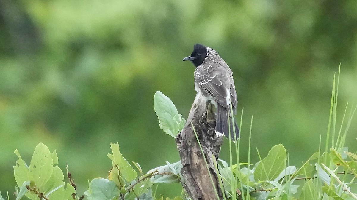 Red-vented Bulbul - ML642257017