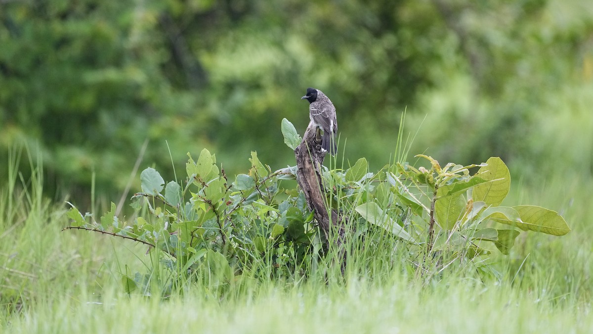 Red-vented Bulbul - ML642257020