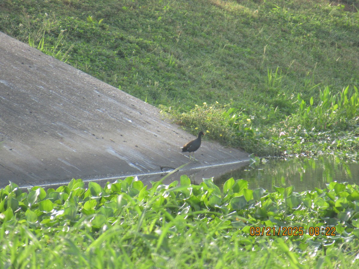 Common Gallinule - ML642257021