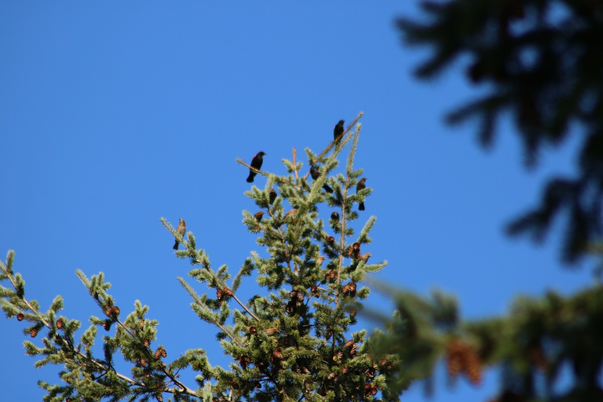 Red-winged Blackbird - ML642257034