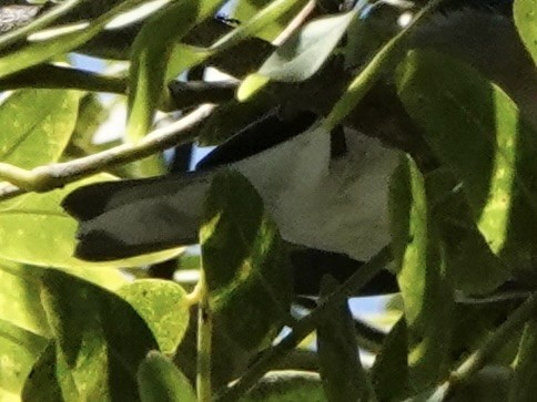 Northern Parula - ML642257067