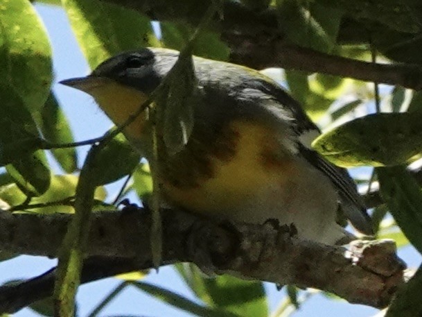 Northern Parula - ML642257068