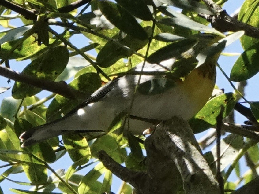 Northern Parula - ML642257069