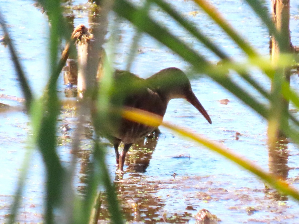 Virginia Rail - ML642257074