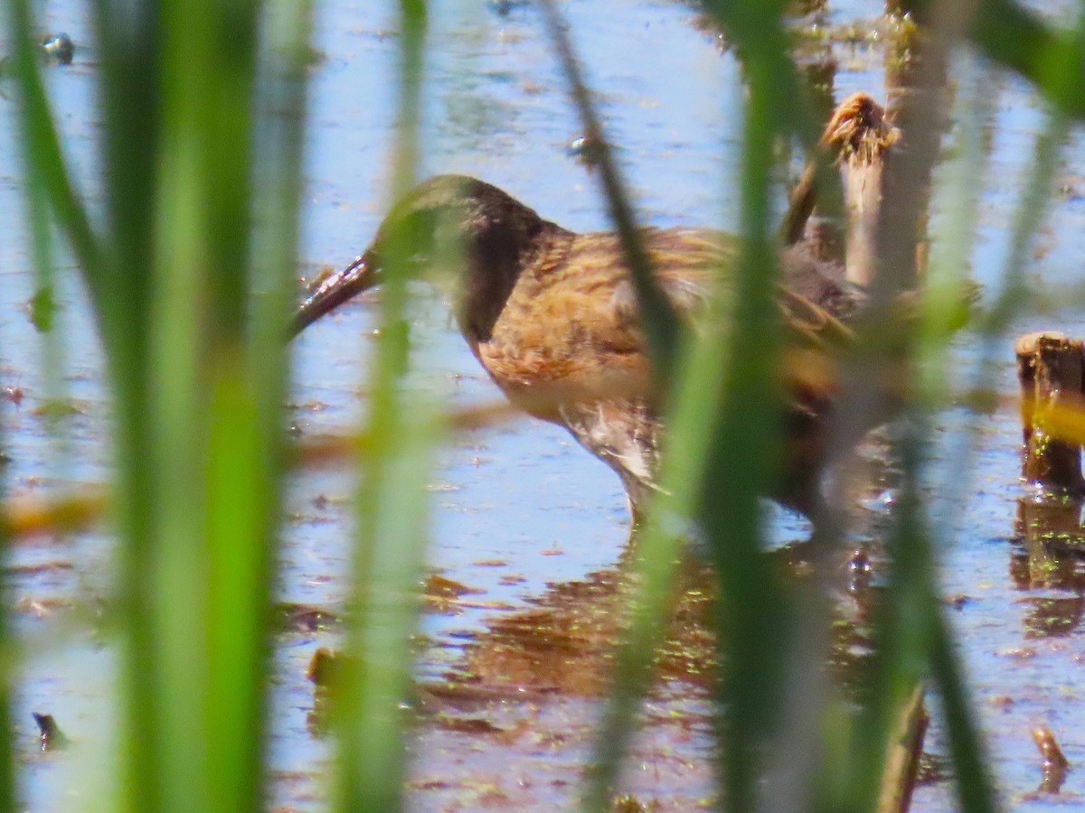 Virginia Rail - ML642257075