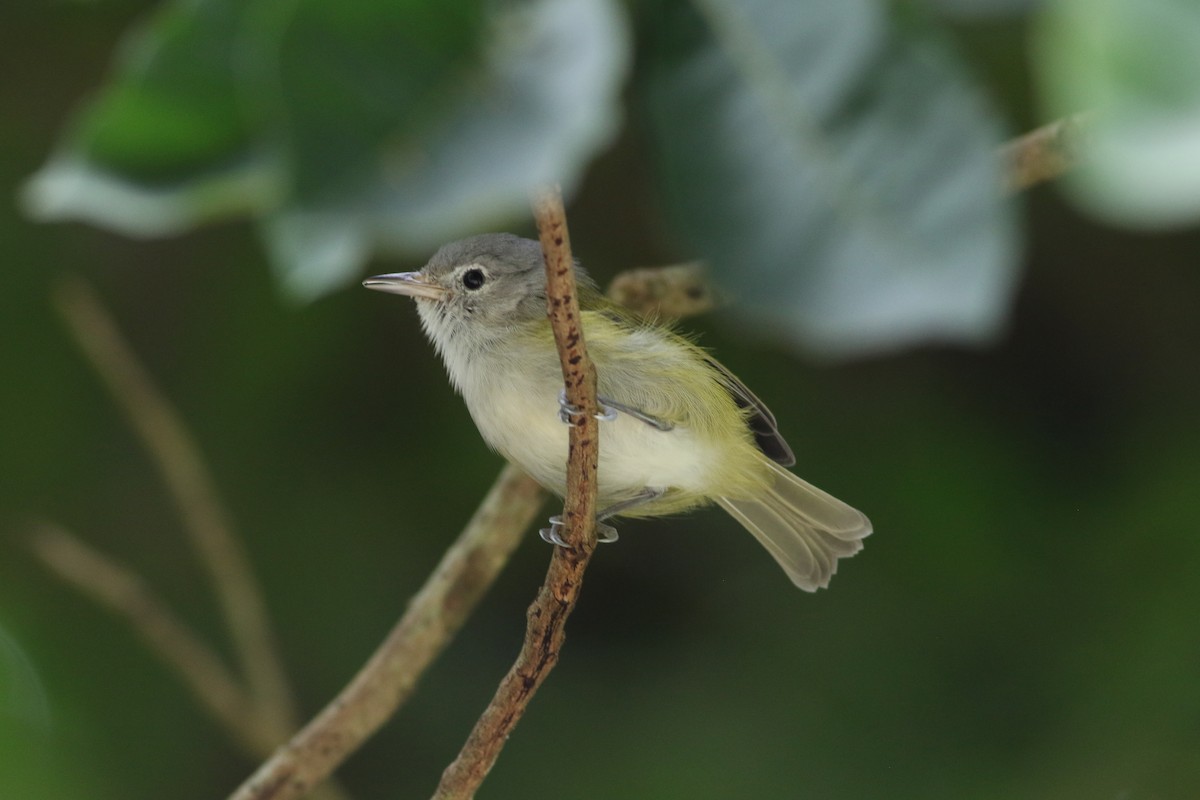 Lesser Greenlet - ML642257089