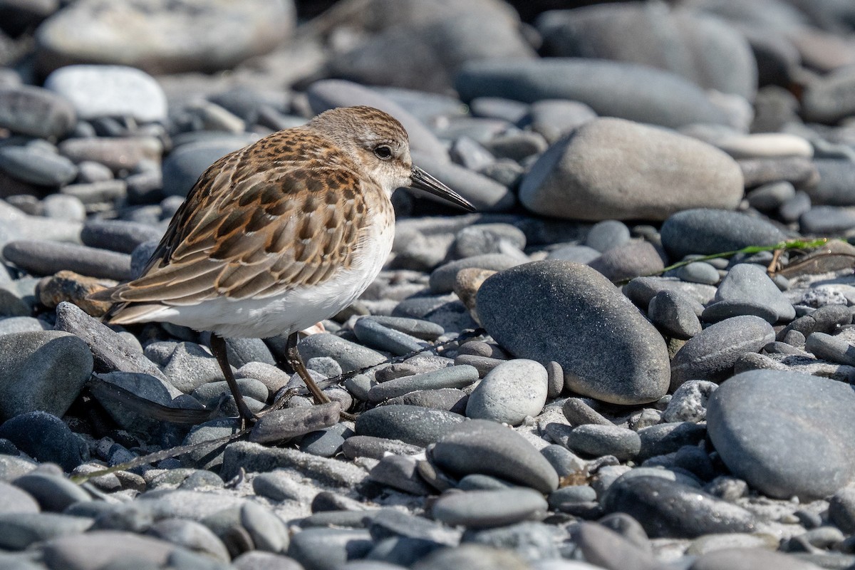 Semipalmated Sandpiper - ML642257100
