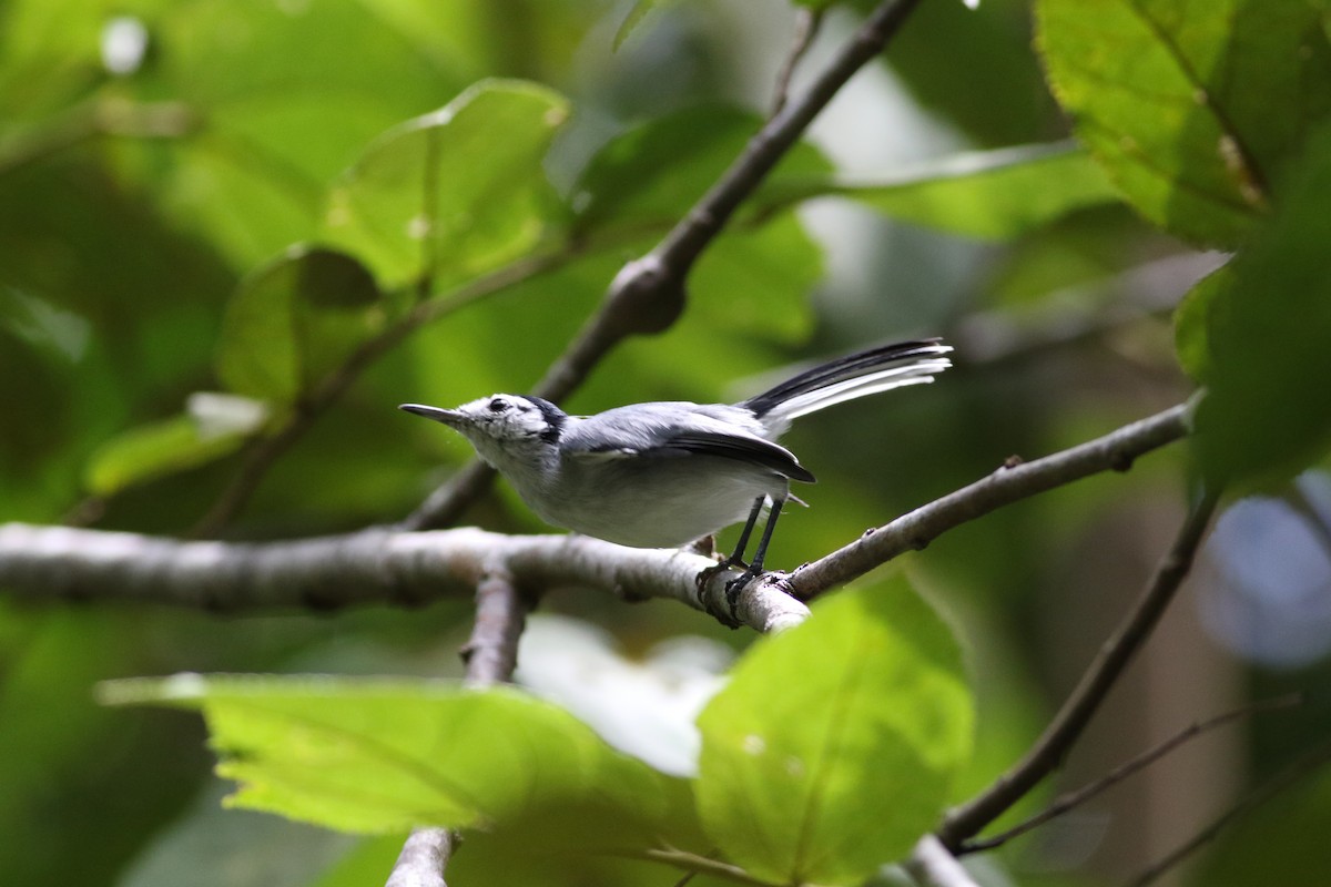 White-browed Gnatcatcher - ML642257101