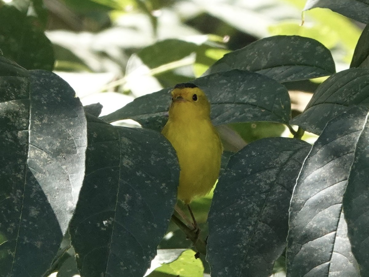 Wilson's Warbler - ML642257119