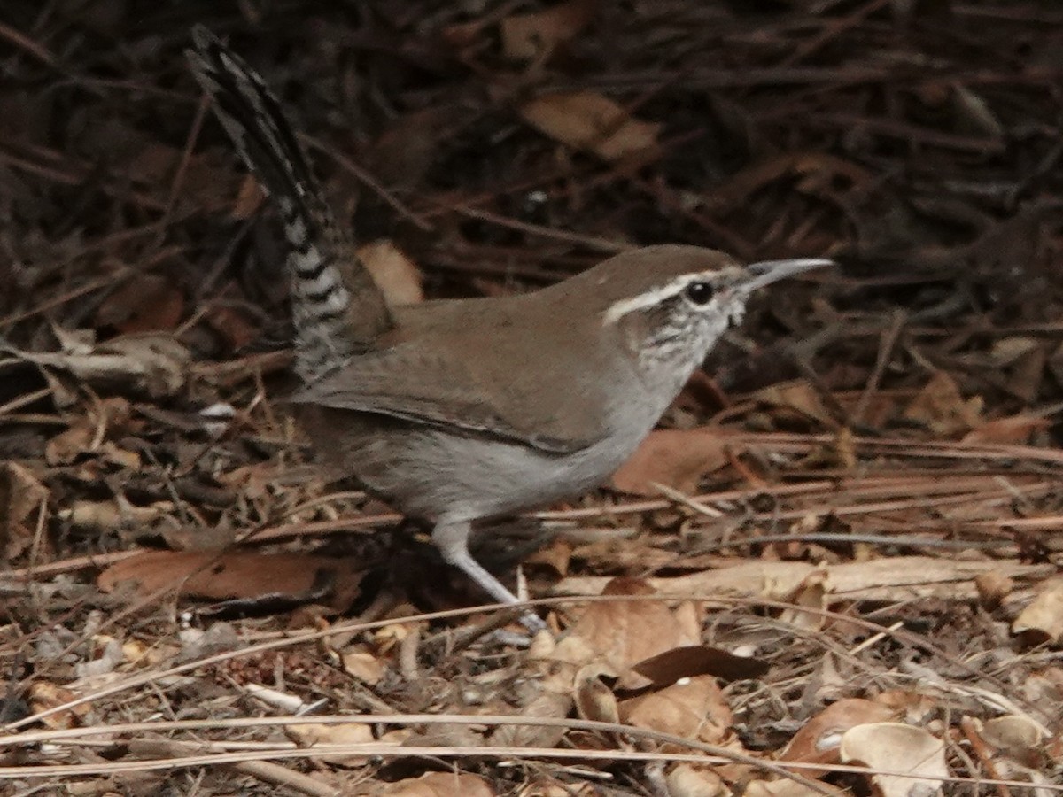 Bewick's Wren - ML642257153