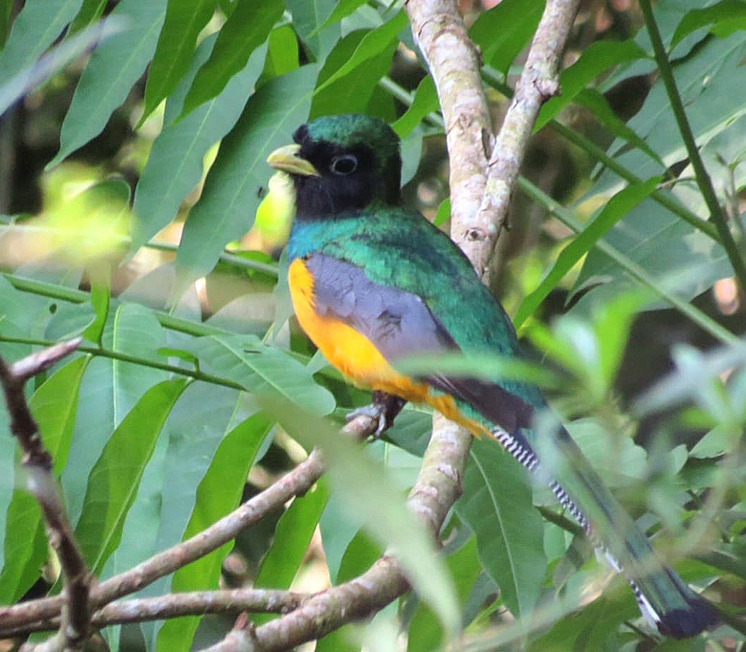 Atlantic Black-throated Trogon - ML642257161