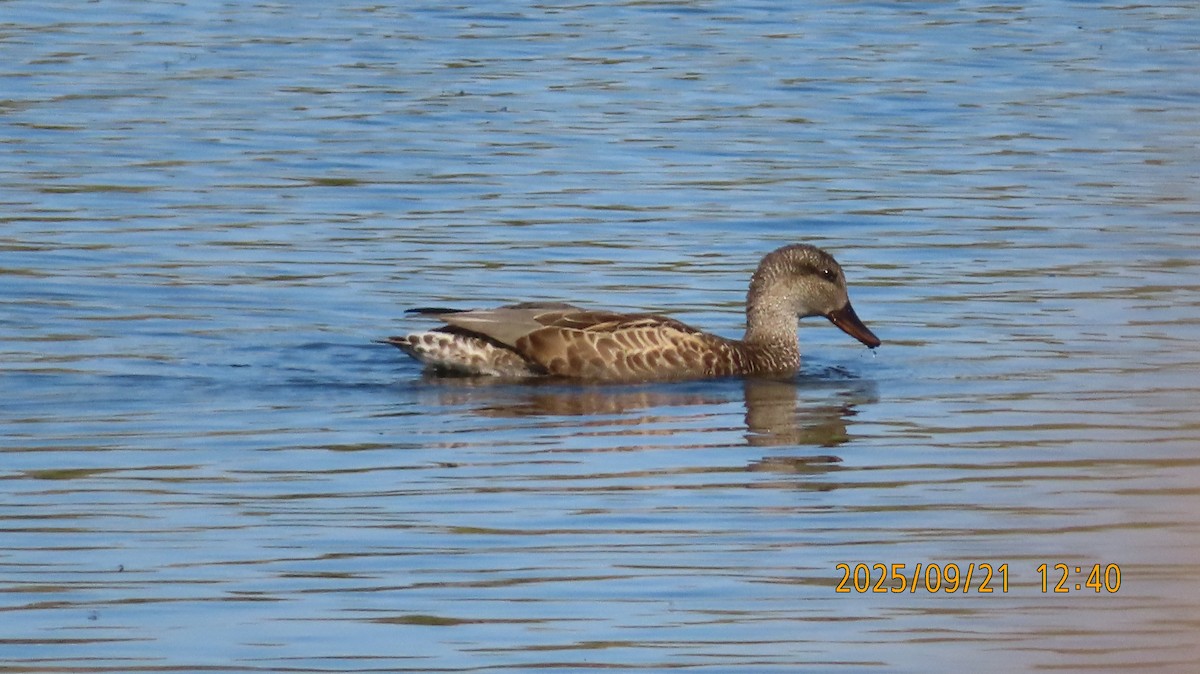 Gadwall - ML642257166