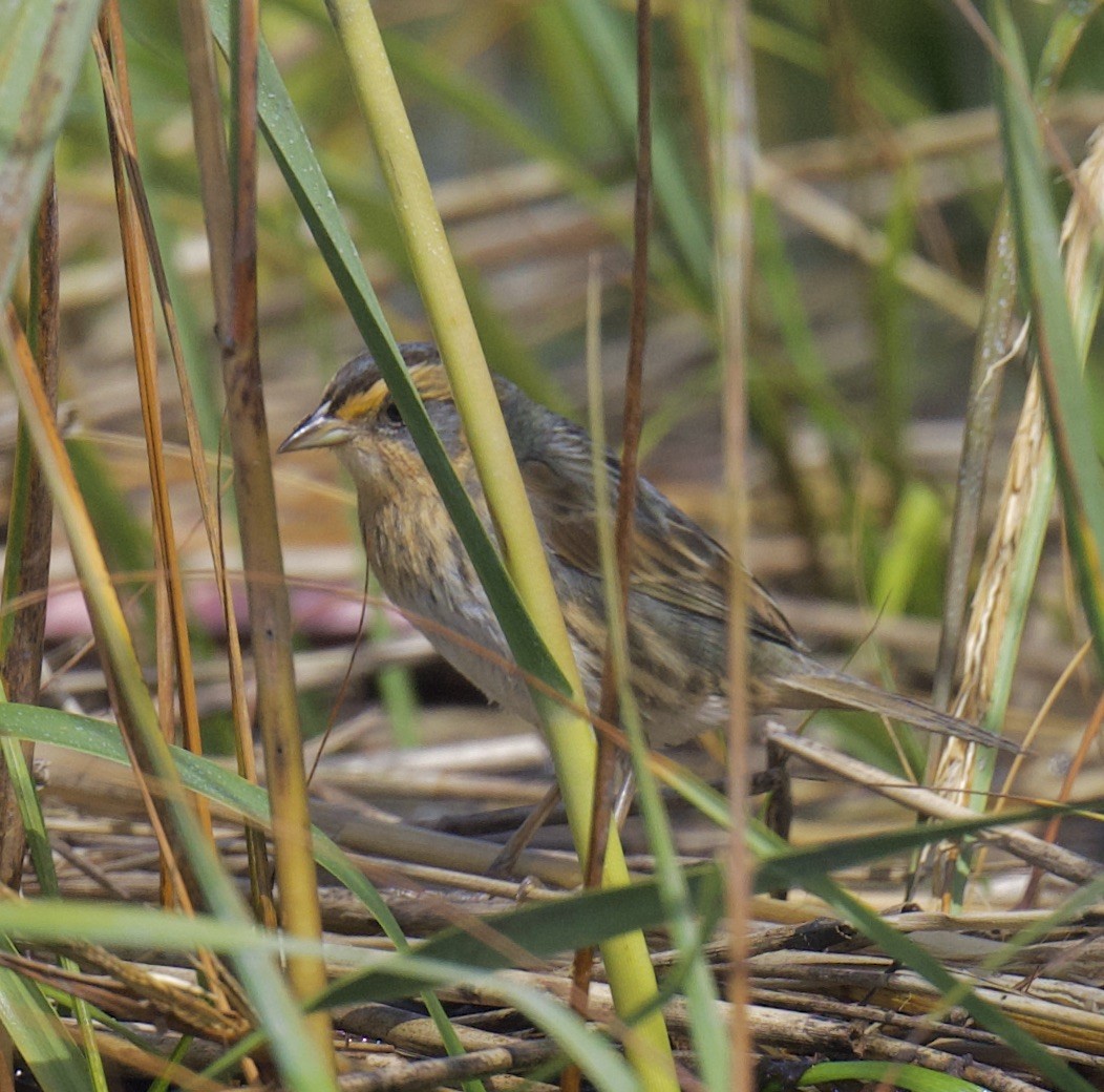 Nelson's/Saltmarsh Sparrow (Sharp-tailed Sparrow) - ML642257179