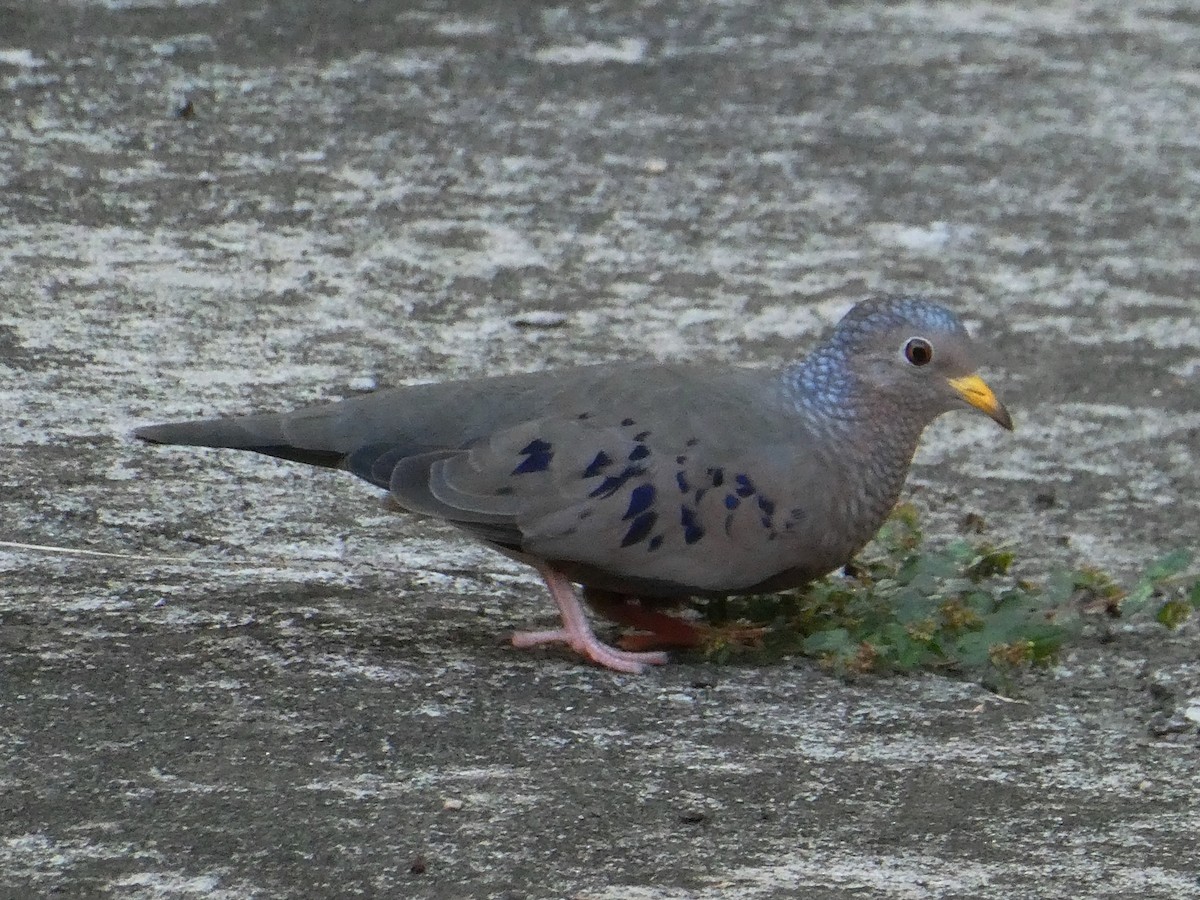 Common Ground Dove - ML642257194