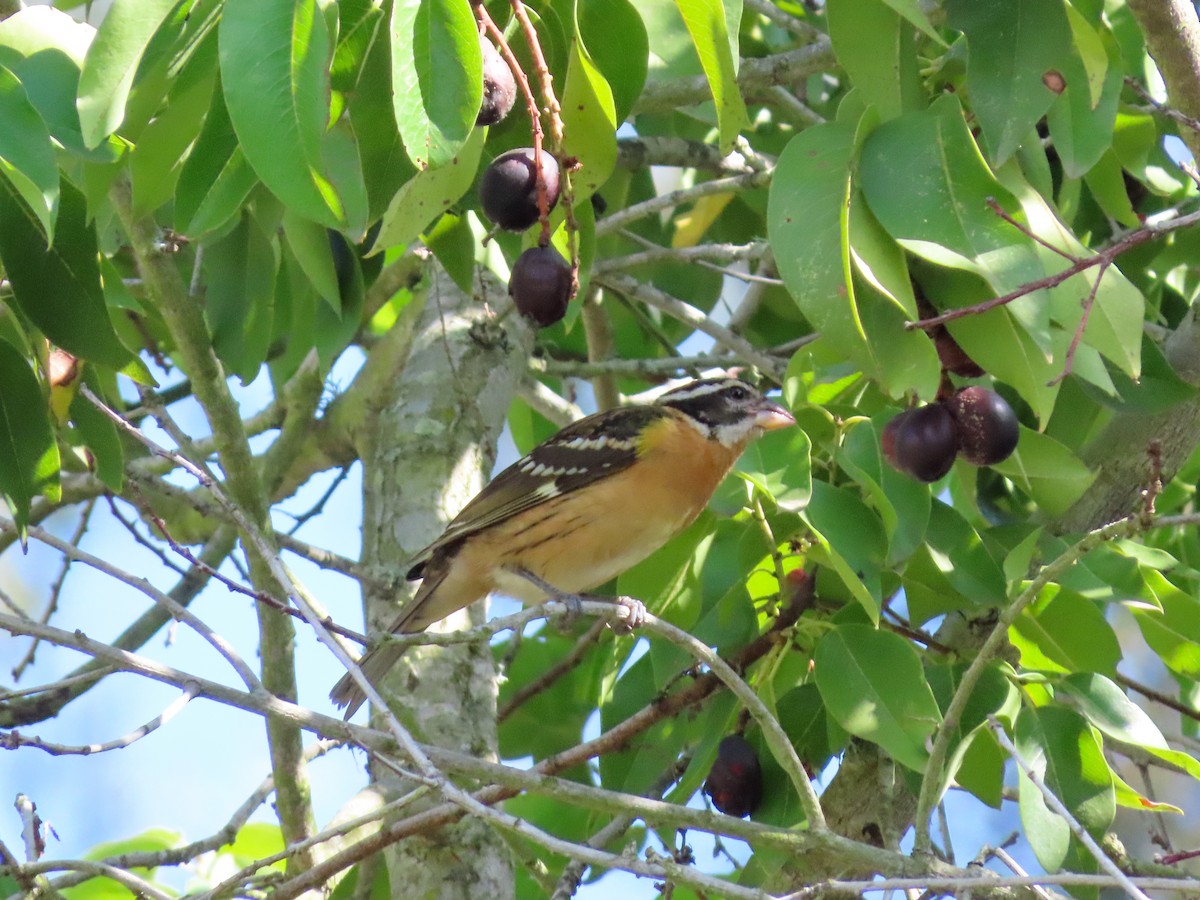 Black-headed Grosbeak - ML642257219