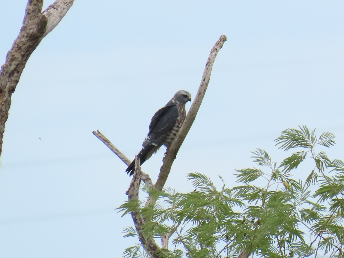 Mississippi Kite - ML642257222