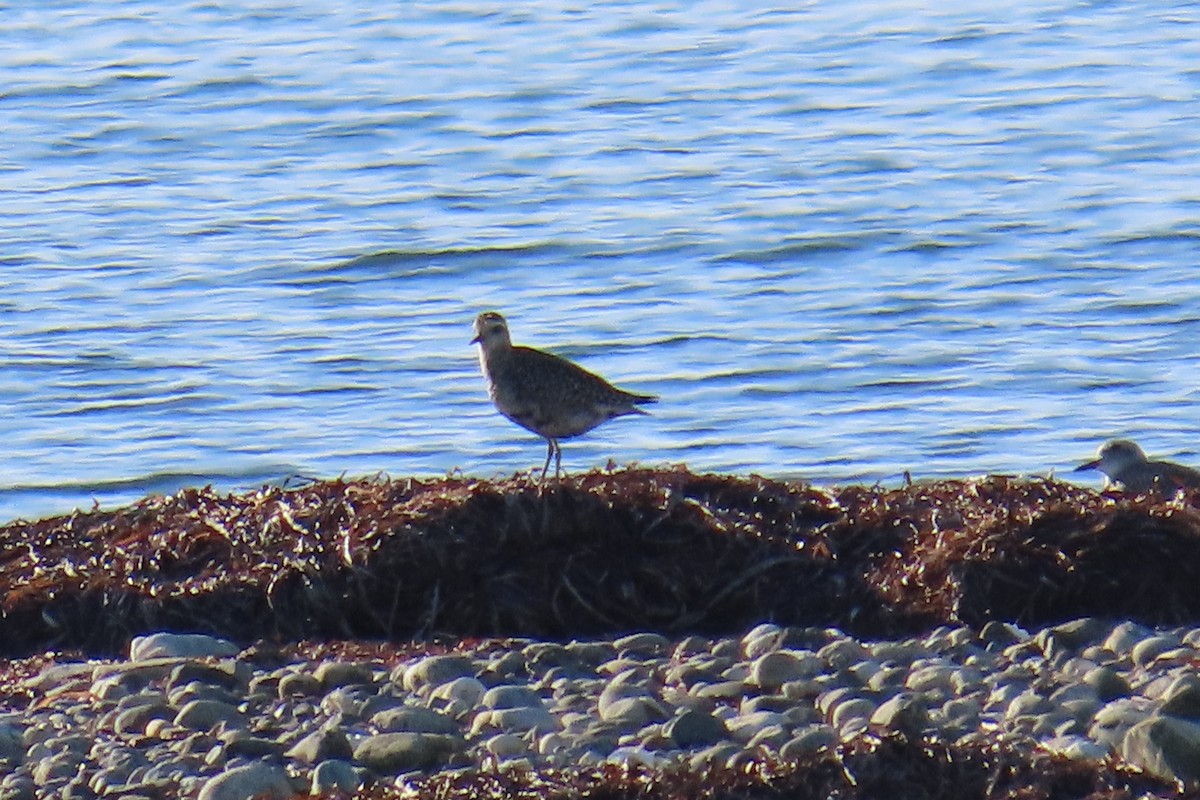 Pacific Golden-Plover - ML642257259