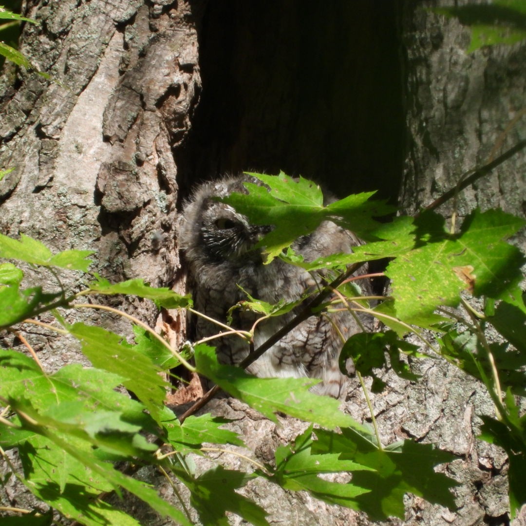 Eastern Screech-Owl - ML642257269