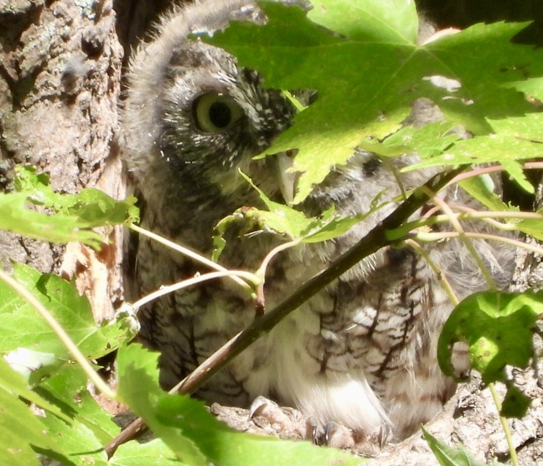 Eastern Screech-Owl - ML642257270