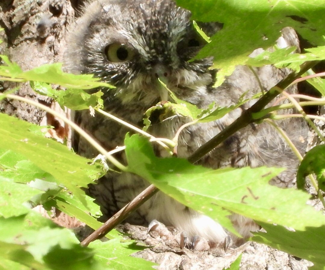 Eastern Screech-Owl - ML642257271