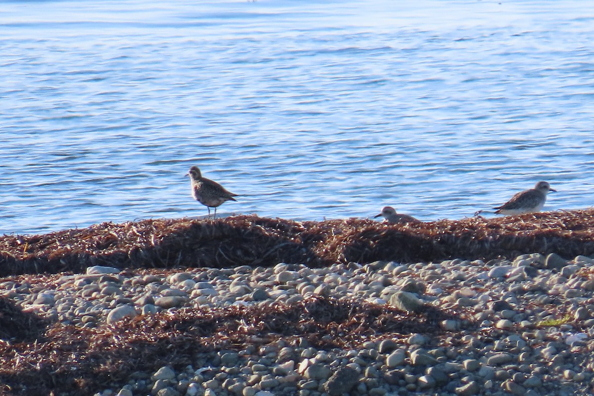 Pacific Golden-Plover - ML642257285