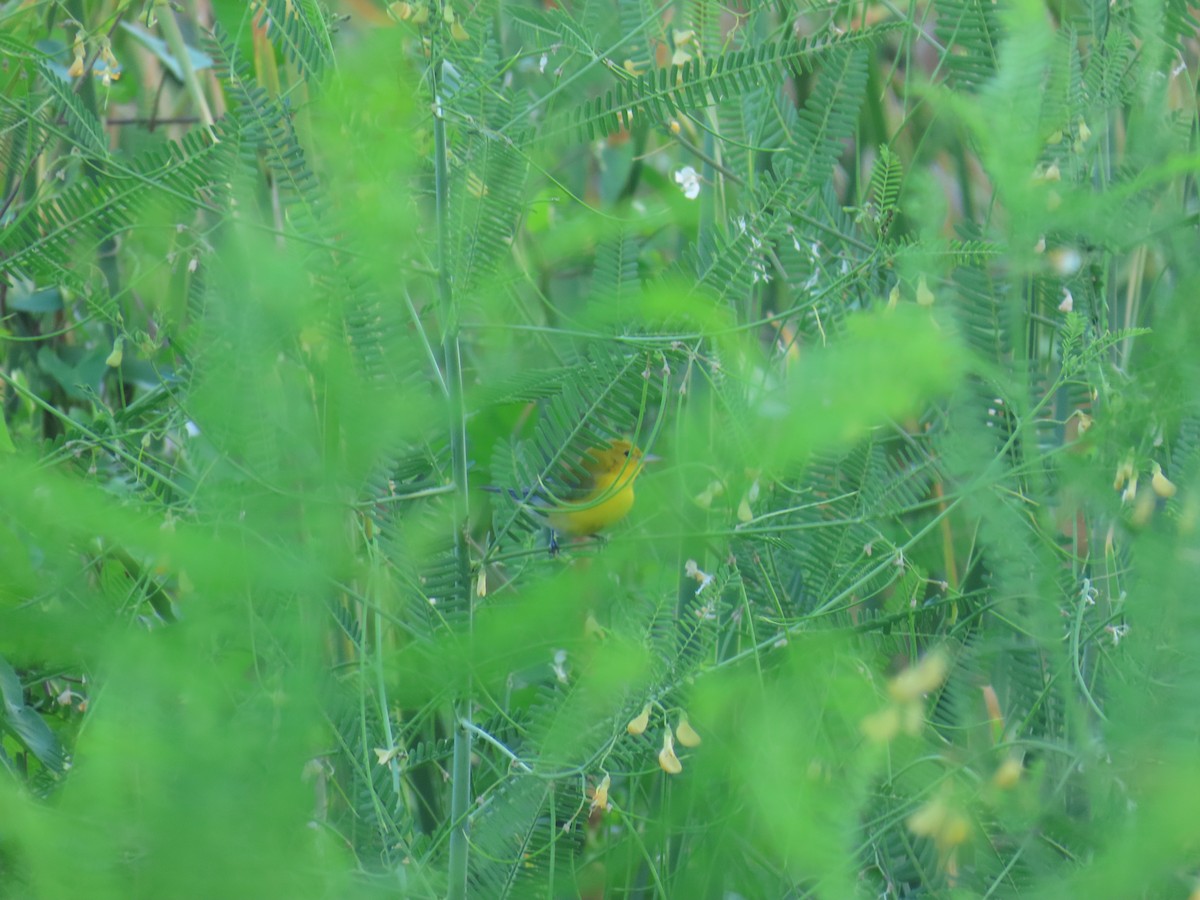 Paruline orangée - ML642257301