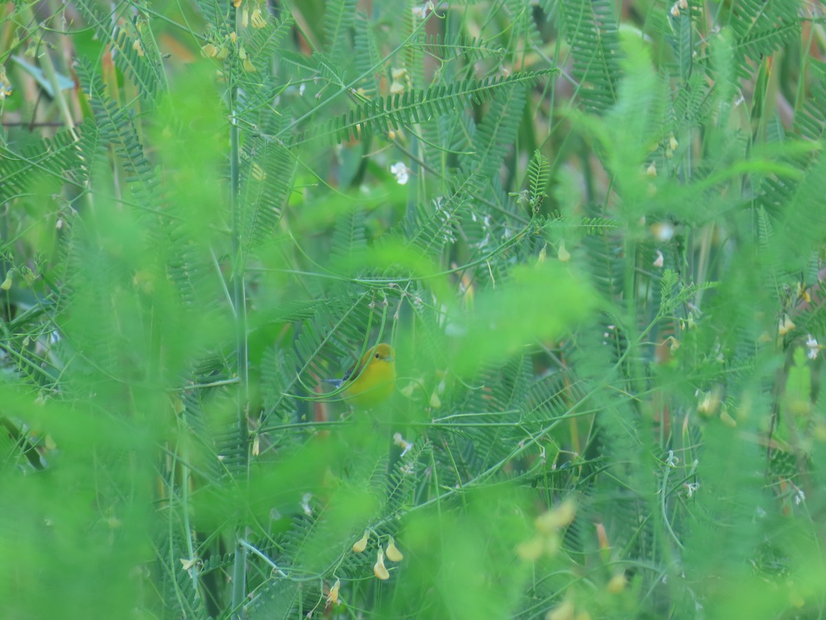 Paruline orangée - ML642257304