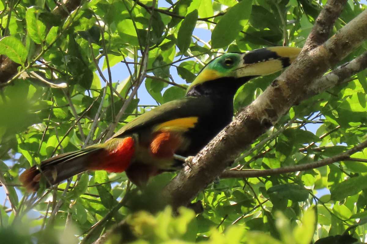 Gould's Toucanet - ML642257310