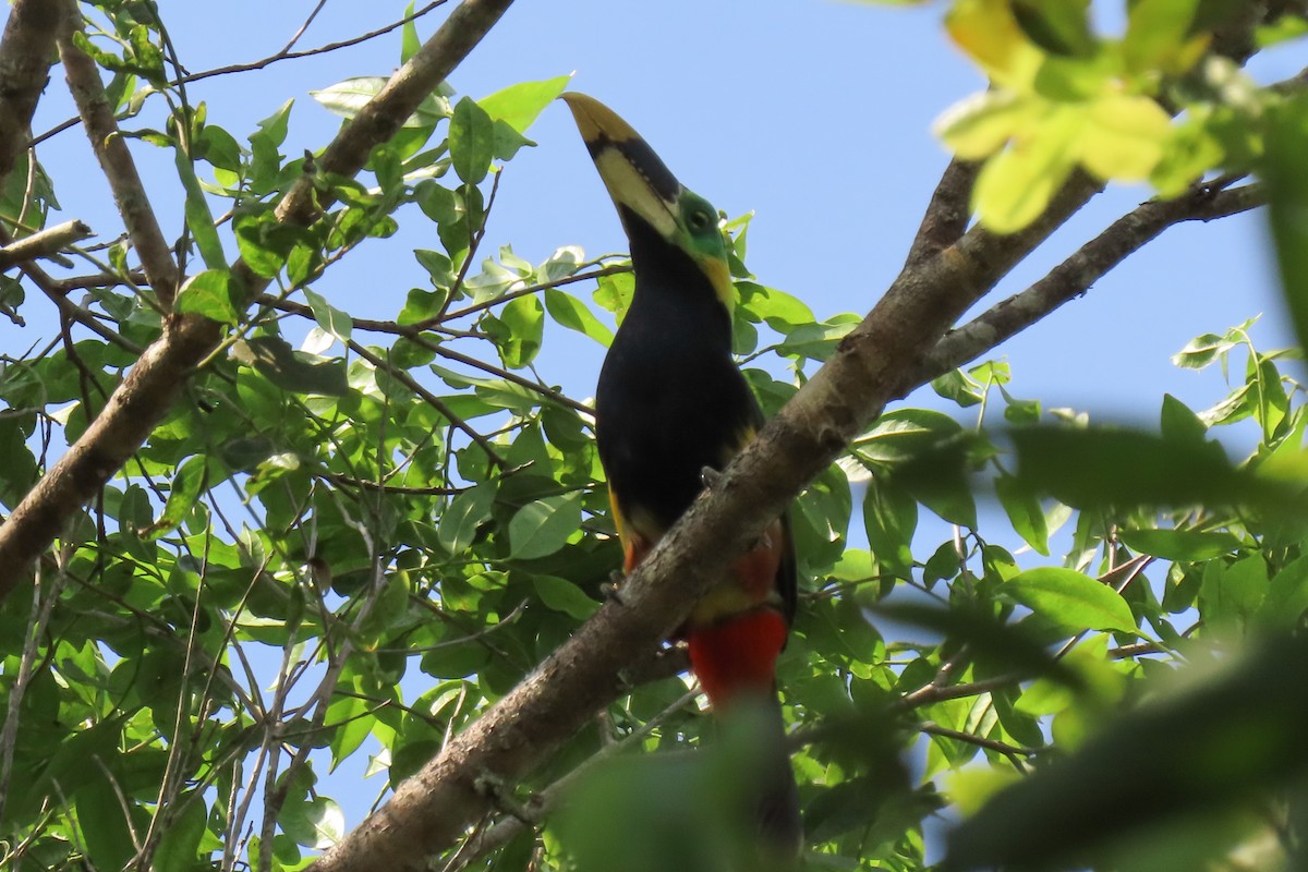 Gould's Toucanet - ML642257312