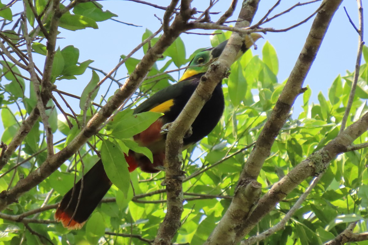 Gould's Toucanet - ML642257322